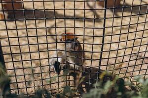 monkey in a zoo sits inside a cage, clearly demonstrating the limited space and conditions of detention. photo