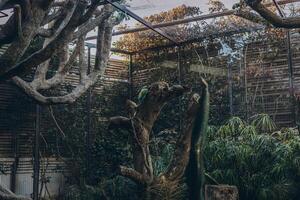 Big Blue Macaw Blue-and-gold. Tropical and exotic birds. Parrots in a zoo in Tenerife photo