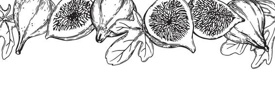seamless border with ripe figs. black and white frame in sketch style vector