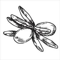 buckthorn berries. sketch style vector