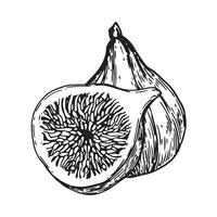 fig, ripe fruit. sketch image vector