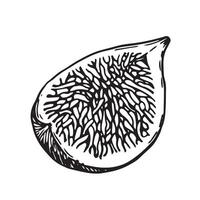 quarter of ripe fig. line drawing in sketch style vector