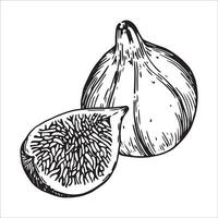 fig, ripe fruit. sketch drawing vector