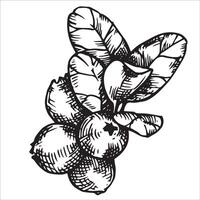 Cranberry berries. Sketch style illustration vector