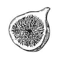 ripe fig fruit cut in half. line drawing in sketch style vector