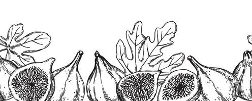 Seamless frame with ripe figs. Bottom black and white frame in sketch style vector