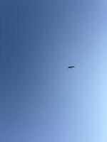 A view of the sky with a lone flying bird, captured gliding in the blue sky. A sense of peace and freedom in the air. photo