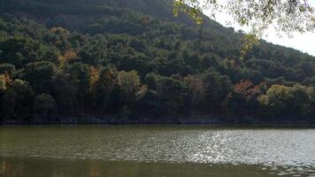 Pine Trees Around the Lake Two Days Before the Great Izmir Fire in Summer 2024 Footage. video