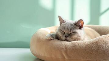 A cozy cat enjoys a peaceful nap in a plush bed, situated on a pristine white surface. Soft light creates a serene atmosphere, perfect for relaxation photo