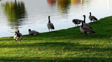 a group of geese standing on the grass near a lake video