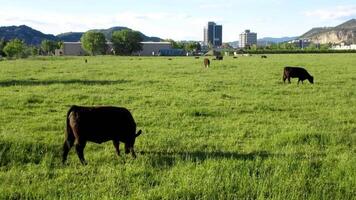cows grazing in a field with buildings in the background video