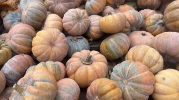 A close-up view of a pile of ripe pumpkins, showing their colorful, mottled skin and round shape photo