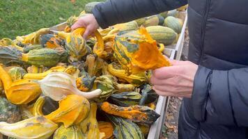 A persons hand reaches into a bin of colorful gourds, selecting a yellow one with green stripes photo