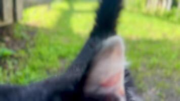 cat walking through the grass towards the camera, summertime video
