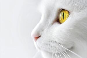 serene white cat with striking yellow eyes in a studio photo