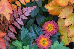 Colorful flower and foliage combination showcasing autumn hues in a garden setting photo