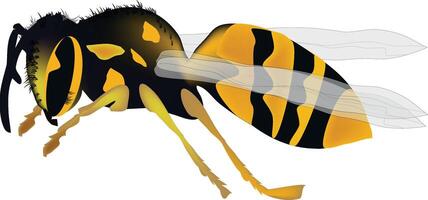 Yellow jacket wasp flying with motion blur on wings vector
