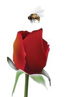 Bee flying towards a red rose on white background vector
