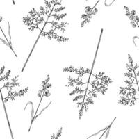 Seamless pattern with meadow dry plants. Squirrel's tail grass, Millet Grass . Hand painted graphic setaria viridis, Milium effusum isolated on background. Botanical, Medicinal and Herbal vector