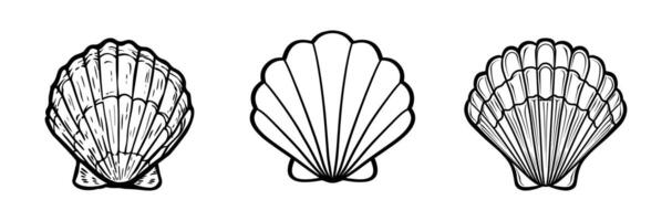 line drawing seashell vector