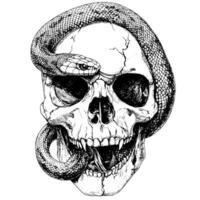 snake slithering through the eye sockets of a skull vector