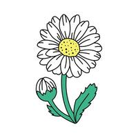 WHITE DAISY FLOWER vector