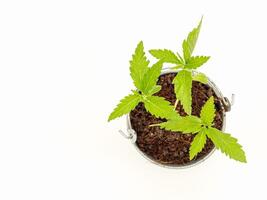 Top view of cannabis seedling growing in a potted over on a white background photo
