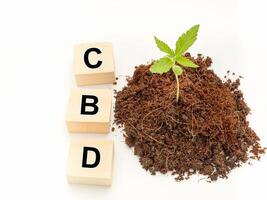 Wooden cubes with letters C, B, D, and cannabis seedling in a pile of soil over a white background photo