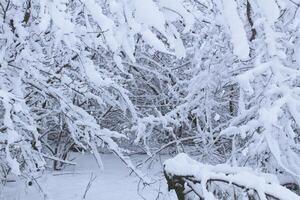 Trees in Snow. Branches of trees and bushes are shrouded in snow on a frosty winter day photo