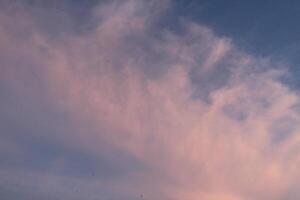 Cumulus clouds are pink in the blue sky. Summer sky on a sunny day photo