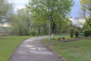 wet paved road in the park in the summer on the right there is a bench and a green tree photo
