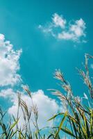 wheat field and sky, vertical backgrounds for poster, banner or flyer photo