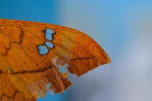 Close-up shot of a moth's torn and holed wing. Macrophotography of animals in the wild. Bugs and insects. Fauna ecosystem. Animal body parts. Macro photography concept photo