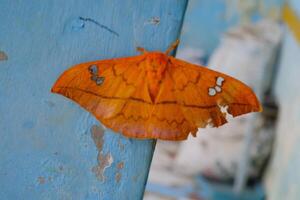 Close-up Photo of A brown moth sitting on a house pillar. Photography of animals in the wild. Bugs and insects. Fauna ecosystem. Animal body parts. Macro photography concept