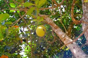 An unripe jackfruit still attached to the tree trunk. Tropical fruits in Indonesia. Plantation Industry. Food and fruit. Textured Background Photography Concepts photo