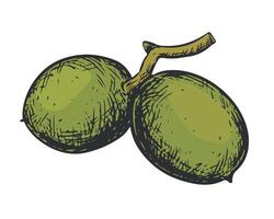 Walnuts hand drawn. Branch with leaves and ripe nuts. illustration in color engraving technique. Ingredient for nut paste, oil, Nocino liqueur. For packaging design. Linear ink drawing. vector