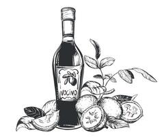 Walnut composition in engraving technique. Unripe walnut seeds whole and halves, leaves and branches. bottle of Italian liqueur Nocino. Linear sketch in black ink on white background. vector