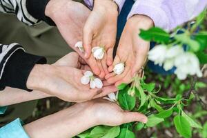 Family Holding White Petals of flowers apple trees in Their Hands in sunlight, top view. photo
