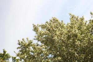 Branches and leaves with white apple tree flowers fill the frame with a bright sky in the background. photo