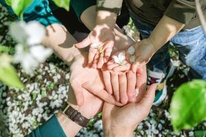 Family Holding White Petals of flowers apple trees in Their Hands in sunlight, top view. photo