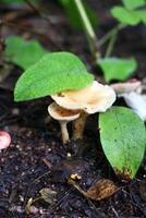 Cluster of small mushrooms under lush green leaves in a peaceful forest setting. photo