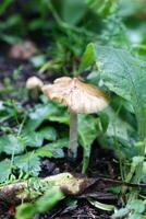 Small brown mushroom with tall thin stalk growing in cluster in a forest next to green leaves. photo