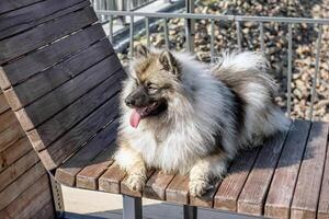 A fluffy gray and white Keeshond dog on a park bench on a sunny day. photo