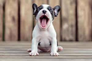 Yawning white and black puppy sitting on isolated background. photo