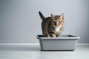 Adorable grey cat stand near litter box indoors on isolated background . Pet care. photo
