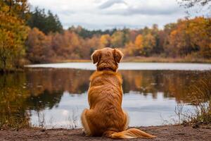 a golden retriever sitting in a serene wilderness setting with an autumn forest and lake in the background. photo