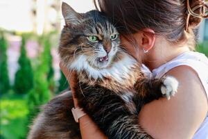 Fluffy cat doesn't like hugs from a person. The girl tries to hug the cat. The cat is upset and starts to get angry photo