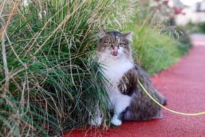 fluffy cat sitting red treadmill cat surrounded by tall grass from which its face its tongue hanging out peeking out photo