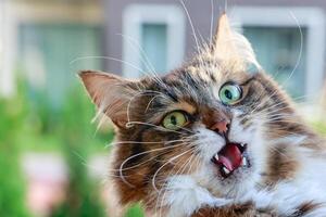 portrait cat with expression obvious displeasure animal has its mouth wide open revealing its teeth and its whiskers sticking out different directions photo