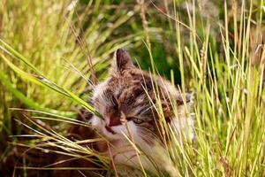 fluffy cat enthusiastically chews grass animal surrounded by tall grass from muzzle with wide open mouth looks out photo